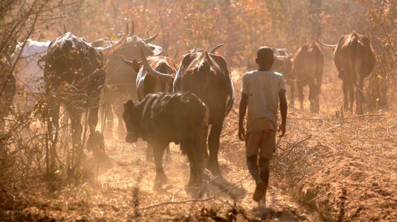 Southern Africa to Remove Fences, Restore Wildlife Routes - Image 4