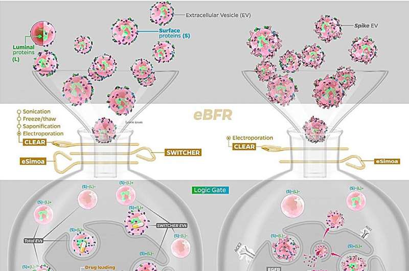 Scientists Turn Cancer's Own Messengers Into Healing Tools - Image 3