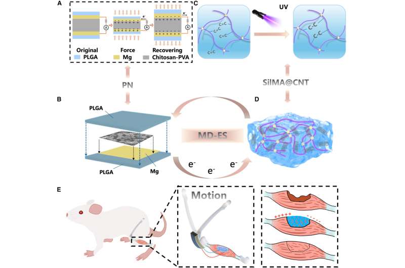 New Implant Heals Muscle Injuries Then Safely Dissolves - Image 3
