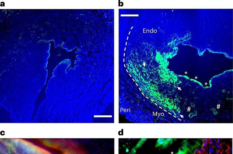 New mRNA Therapy Restores Fertility in Infertility Study - Image 3