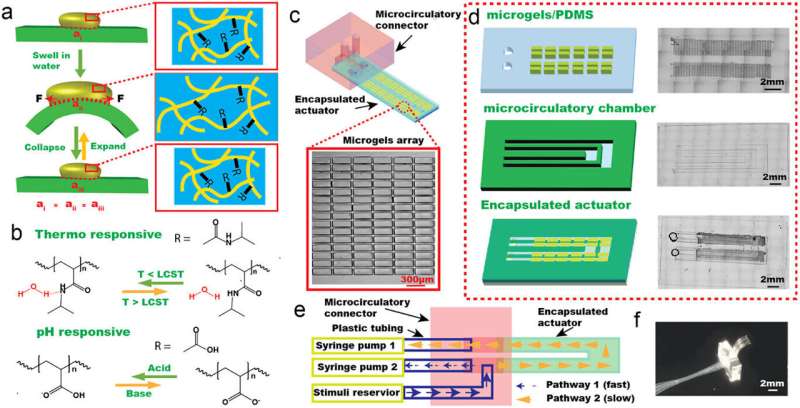 Scientists Create Synthetic Muscle with Tiny Blood Vessels - Image 3