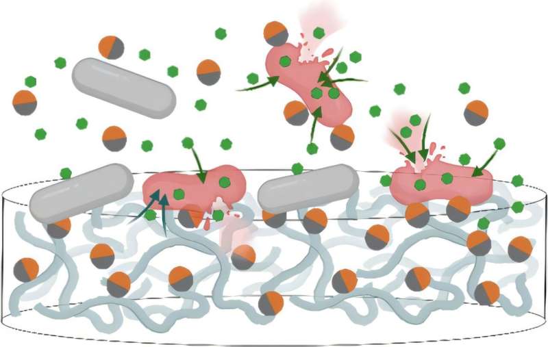 WashU Scientists Supercharge Antibiotics to Defeat Superbugs with Tiny Nanoparticles - Image 2