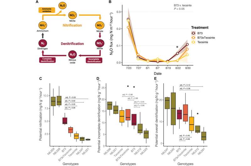Scientists Give Corn Its Wild Roots Back to Cut Fertilizer - Image 3