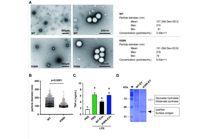 Scientists Create 'Super-Probiotic' to Boost Gut Health and Immunity - Image 4