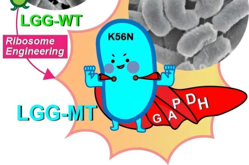 Scientists Create 'Super-Probiotic' to Boost Gut Health and Immunity - Image 3