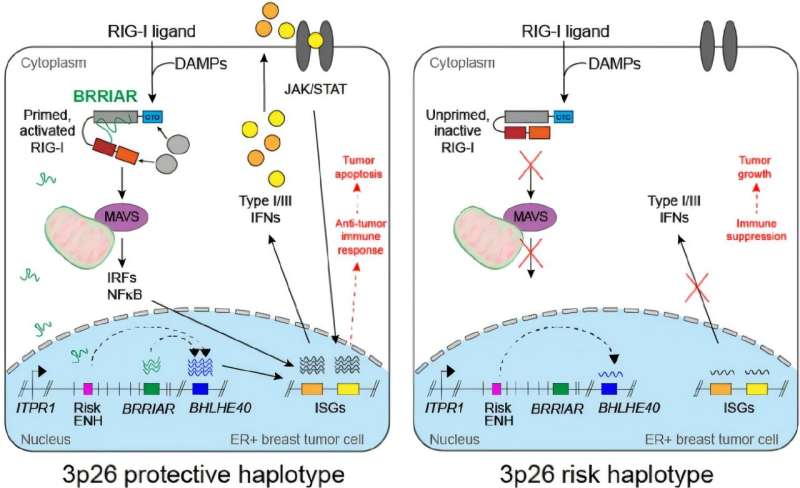 Scientists Find RNA Molecule That Kills Breast Cancer Cells - Image 2