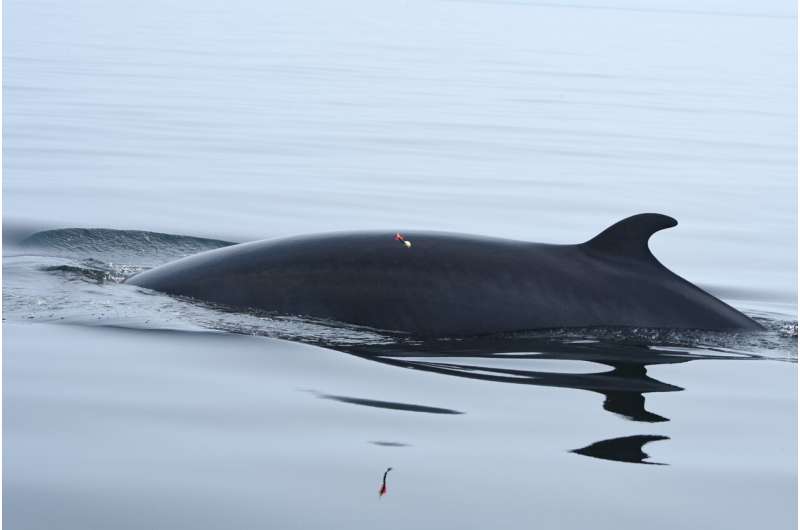 Whales Share Food as Ocean Resources Dwindle - Image 3