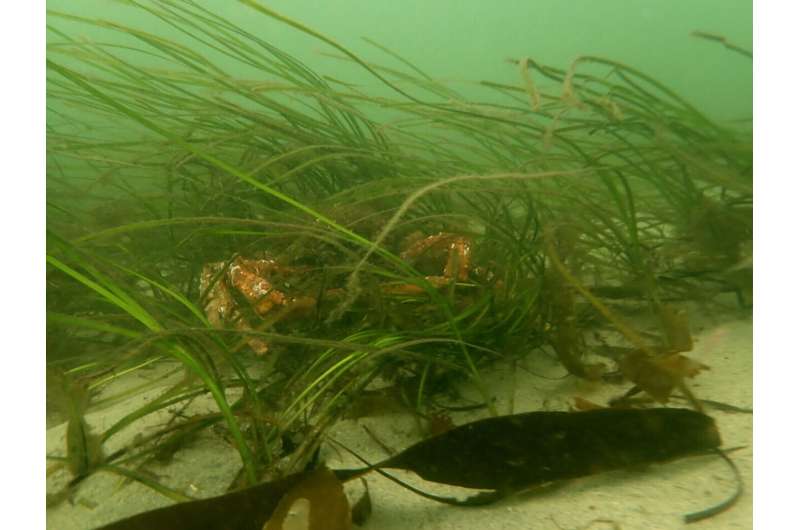 Europe Restores Coastal Ecosystems From Arctic to Med - Image 4