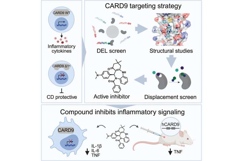 Scientists Create Drug That Mimics Rare Crohn's Protection - Image 2