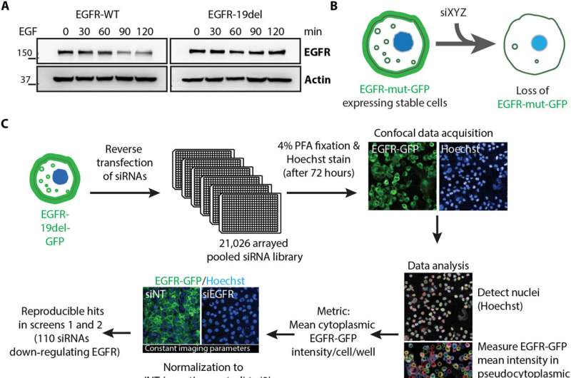 Scientists Find Cancer's Shield and How to Break It - Image 3