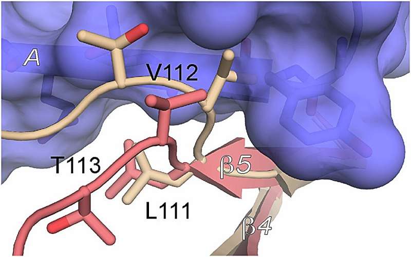 Scientists Find Hidden Immune Controller Viruses Hijack - Image 2