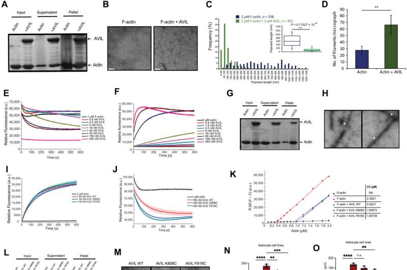 New Molecule Blocks Deadliest Brain Cancer in Mice - Image 3