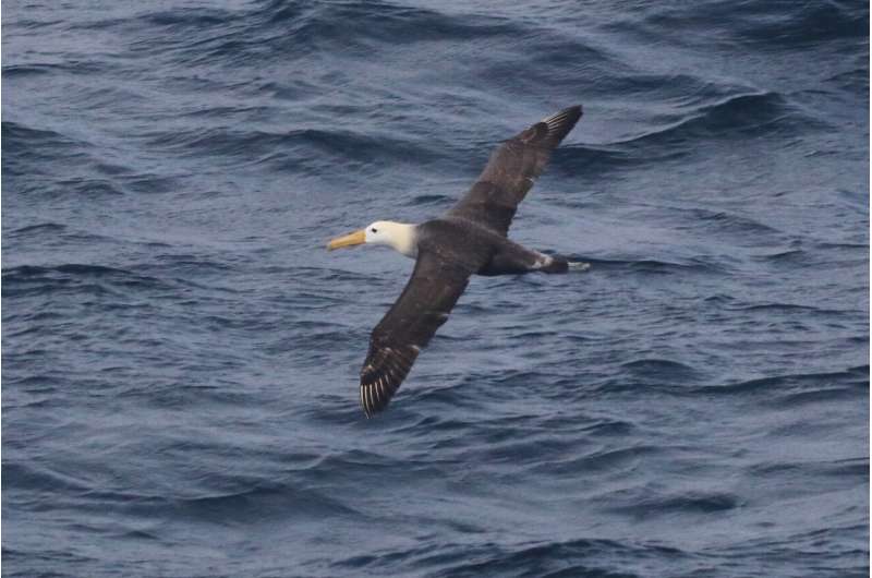 Rare Albatross Flies 3,000 Miles From Galapagos to California - Image 3
