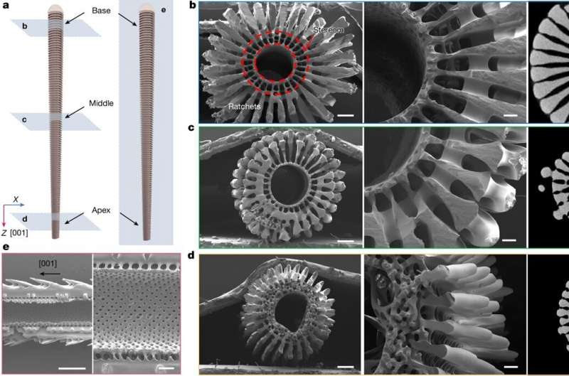 Sea Urchin Spines Inspire Battery-Free Ocean Sensors - Image 3
