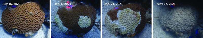 Scientists Find Non-Invasive Way to Detect Coral Disease - Image 4