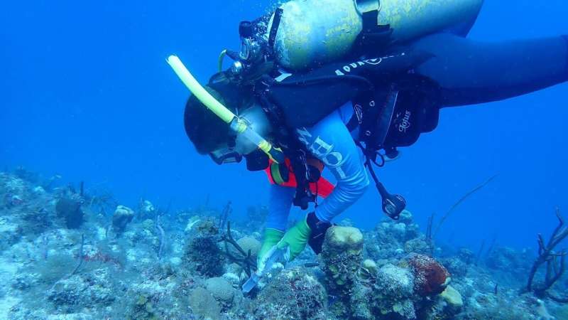 Scientists Find Non-Invasive Way to Detect Coral Disease - Image 5