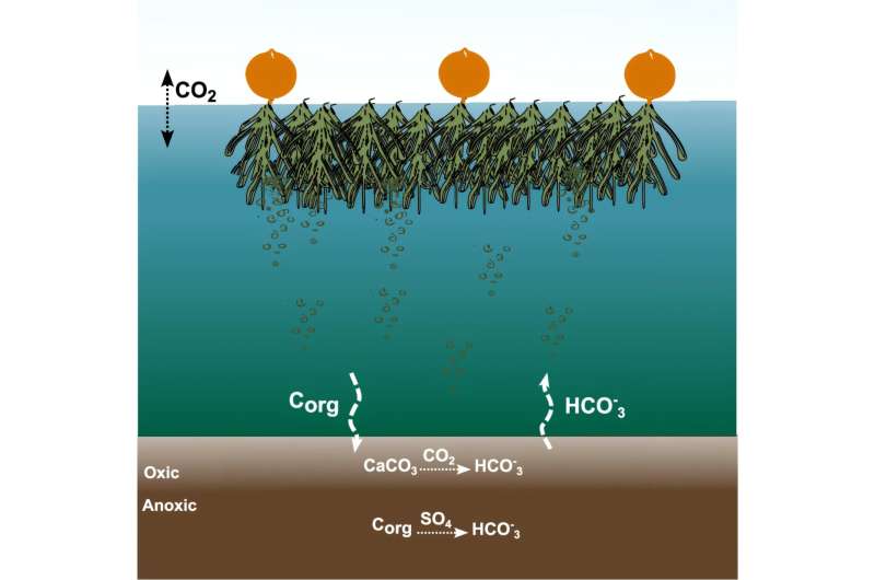 Seaweed Farms Capture 7M Tons of CO2 Yearly, Revolutionizing Climate Fight - Image 2