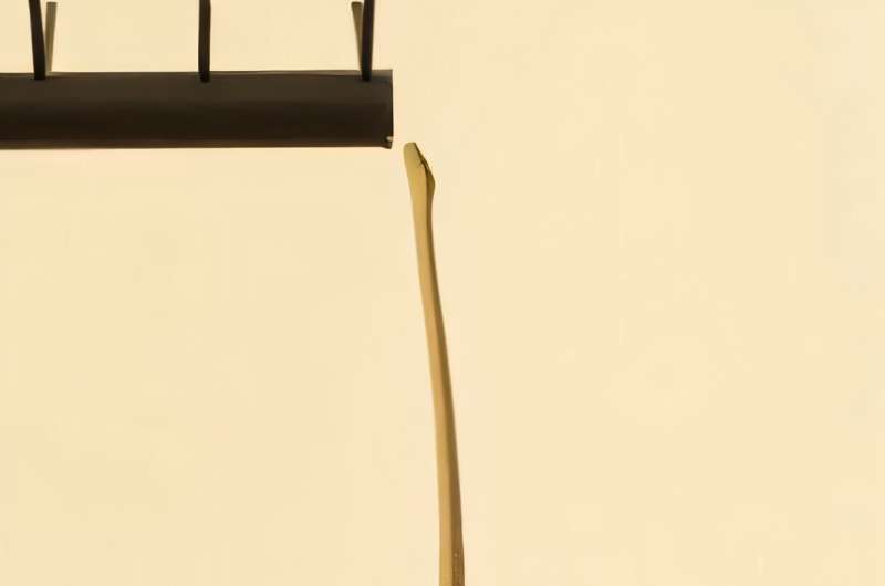 Harvard Cracks How Snakes Stand Upright Without Limbs - Image 2