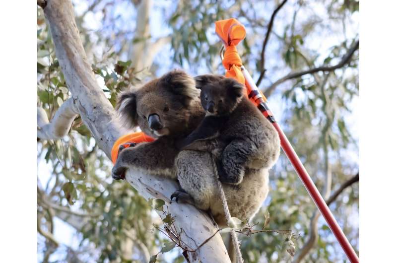 Scientists Find Humane Fix for Australia's Koala Boom - Image 2