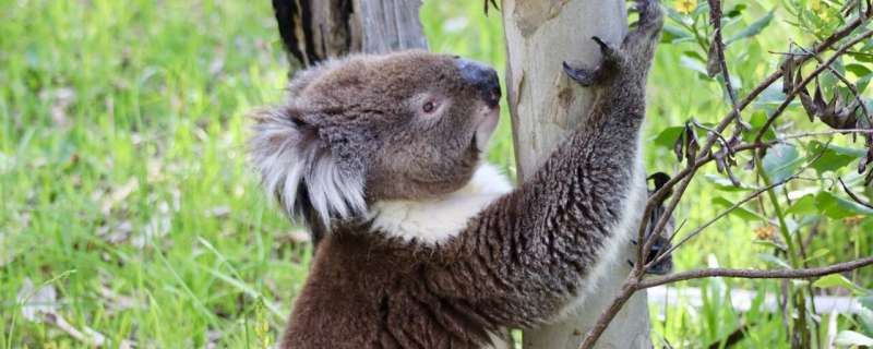 Scientists Find Humane Fix for Australia's Koala Boom - Image 3