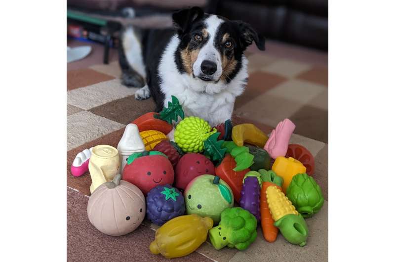 Amazing Discovery: Some Dogs Can Learn Words Just Like Toddlers Do! - Image 3