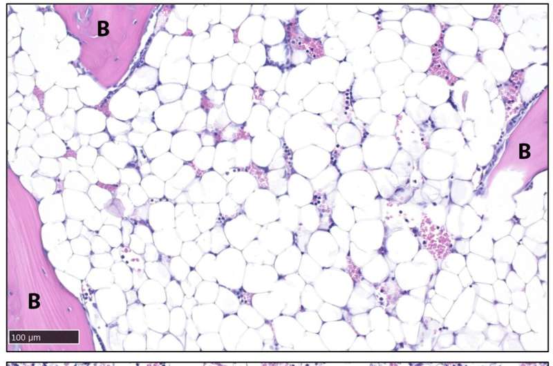 Scientists Find Brain Signal That Melts Fat in Mice - Image 3