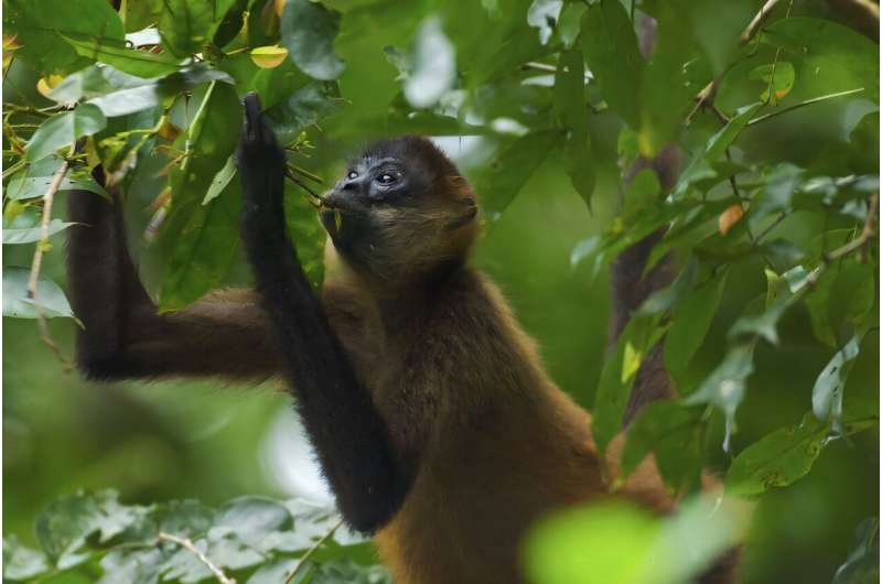 Spider Monkeys Share Knowledge to Find Best Fruit Trees - Image 2