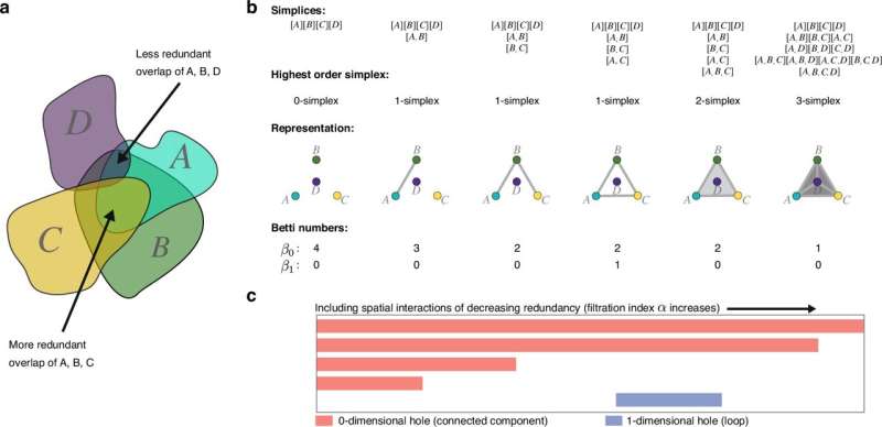 Spider Monkeys Share Knowledge to Find Best Fruit Trees - Image 3