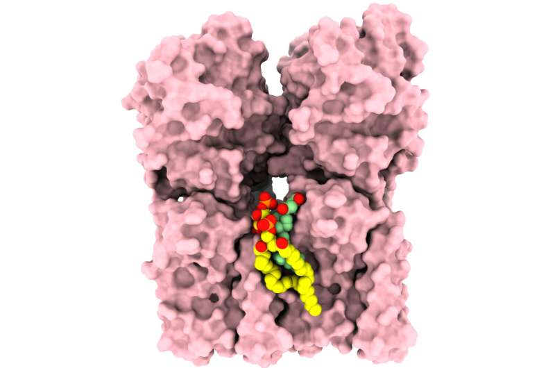 Scientists Find Key to Controlling Body's Immune Response - Image 3