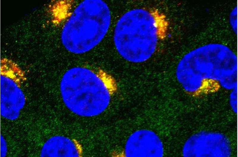 Scientists Find Key to Controlling Body's Immune Response - Image 2