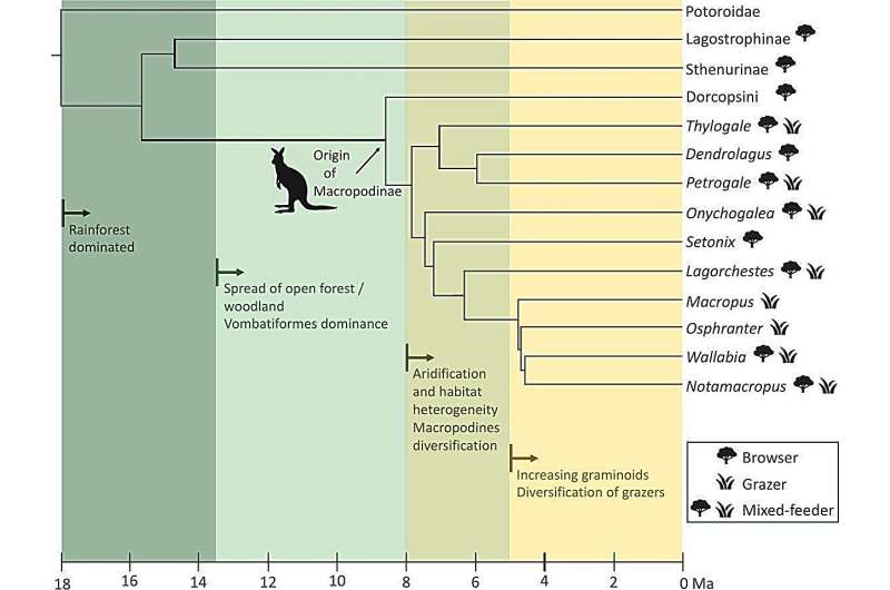 Kangaroos Evolved Twice as Australia Dried Out 9M Years Ago - Image 2