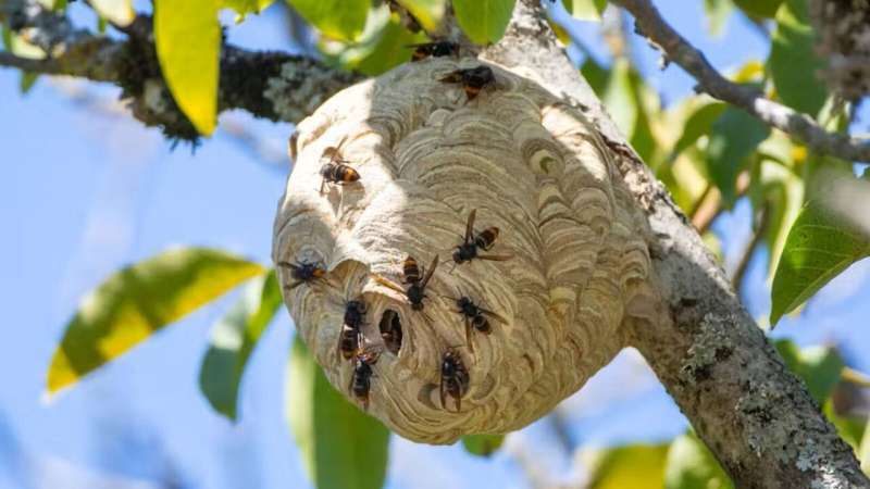 New Zealand Finds 43 Hornet Nests, Eradication on Track - Image 3