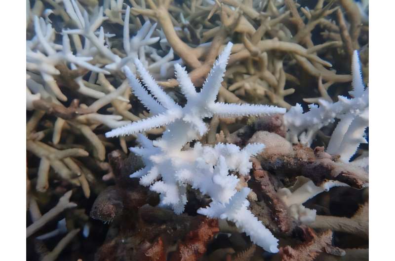 Scientists Rally to Save Corals After 2023 Heat Wave - Image 2