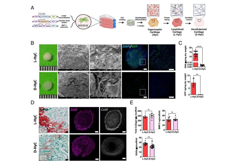 Lab-Grown Cartilage Could Revolutionize Bone Transplants - Image 3