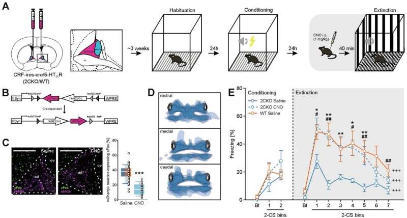 Scientists Speed Up Fear Recovery in Breakthrough Study - Image 3