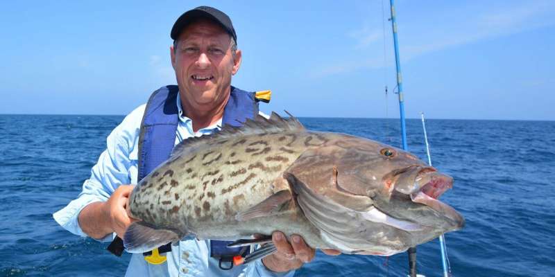 New Model Helps Gulf Coast Grouper Make a Comeback - Image 3