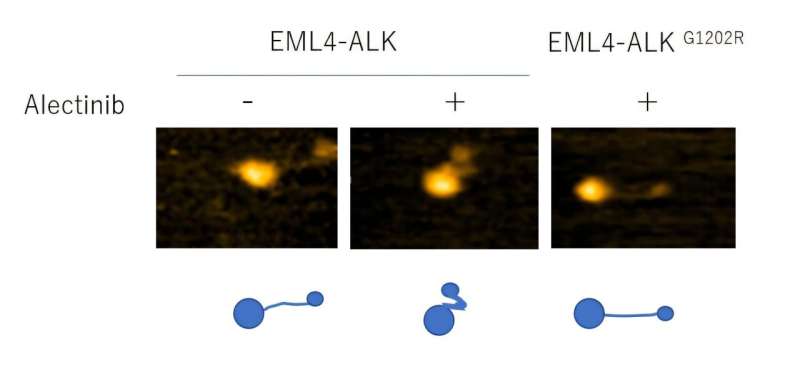 Scientists Watch Cancer Drugs Work in Real-Time - Image 4