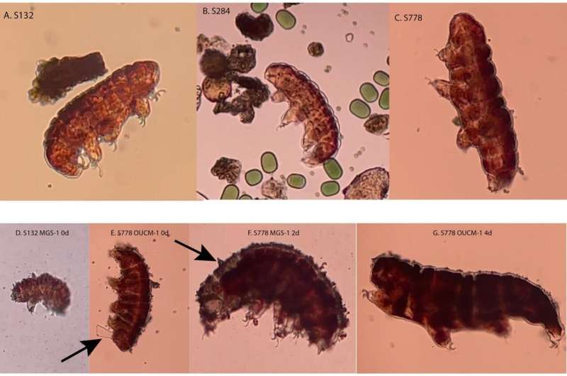Tiny Water Bears Reveal Mars Soil Secrets for Future Bases - Image 3