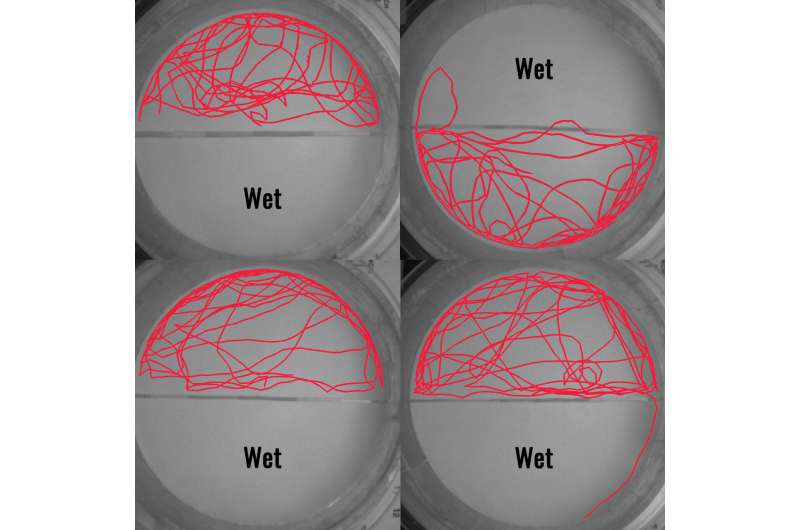 Scientists Find Bed Bugs' Surprising Weakness: Water - Image 4