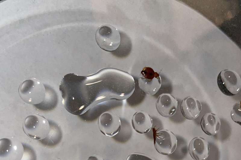 Scientists Find Bed Bugs' Surprising Weakness: Water - Image 5