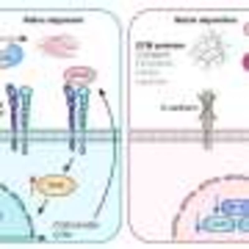 Scientists Discover Key to Steady, Healthy Heartbeats - Image 4