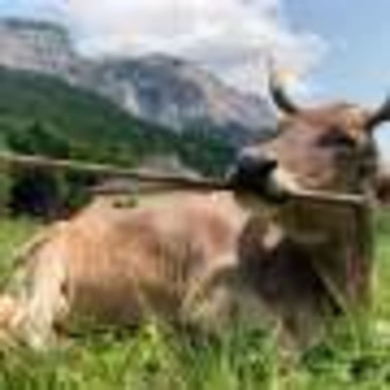 Aussie App Finds Rare Frogs on 86% Private Land - Image 4