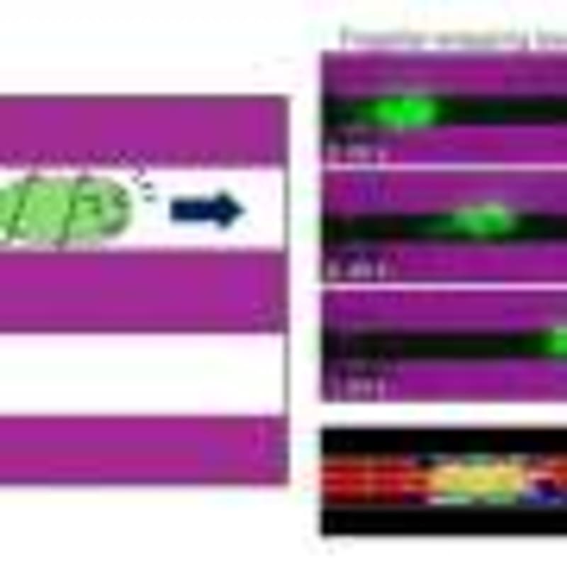 New Biosensor Tracks Iron in Living Cells in Real Time - Image 5