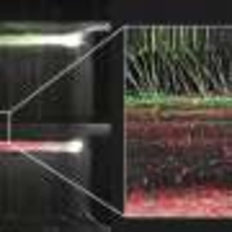 Stale Bread Powers Green Chemistry in Edinburgh Lab - Image 3