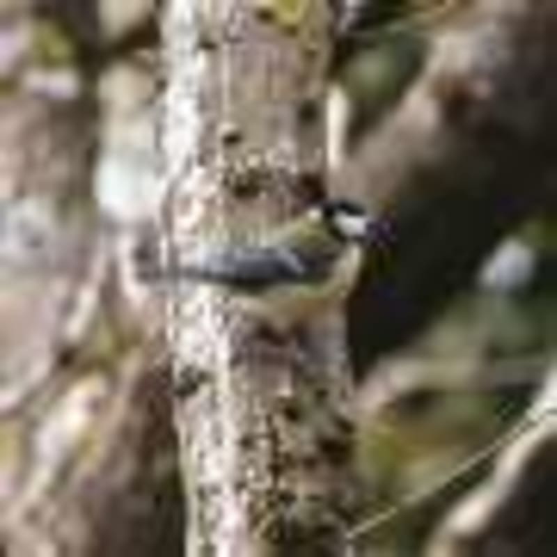 Deep Sea Mud Maps 500-Year Earthquake Pattern Off California - Image 5