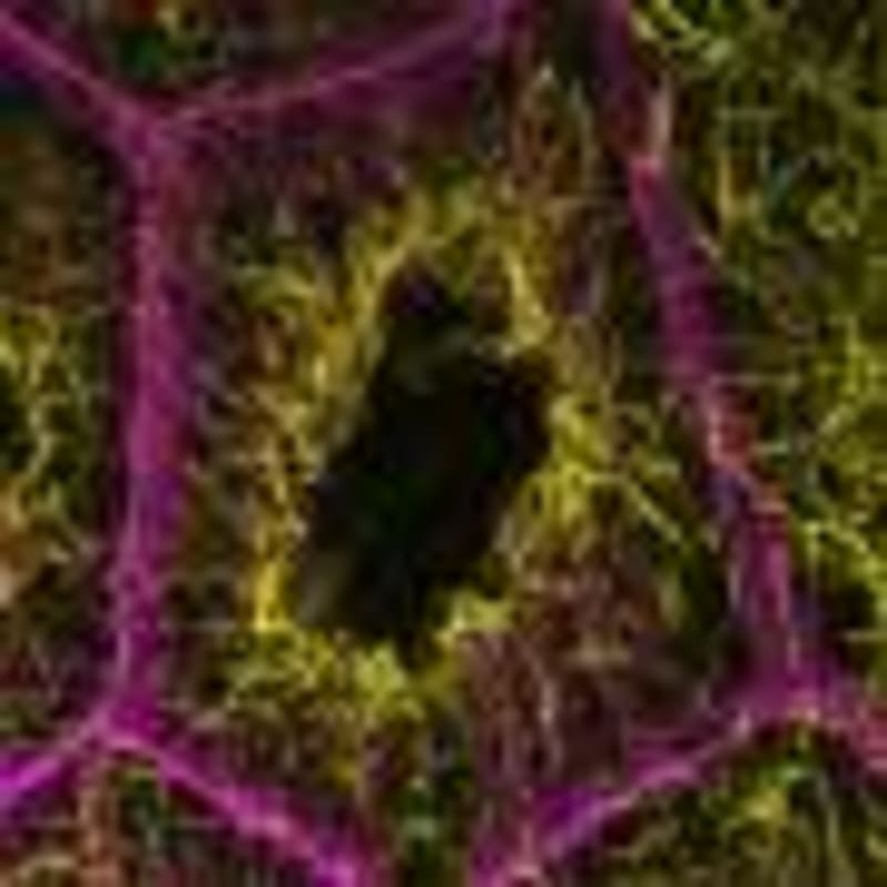 Giant Star WOH G64 Changes Before Astronomers' Eyes - Image 5