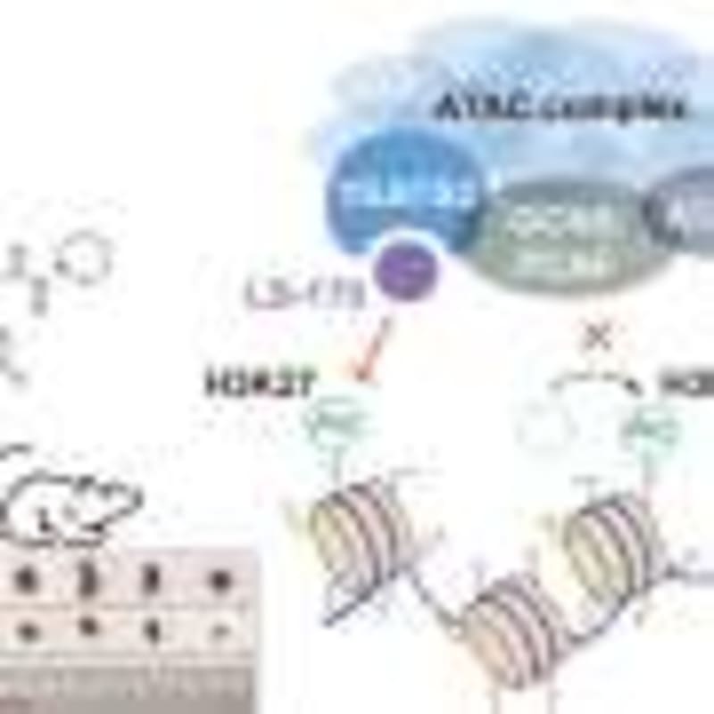 Blood Disorder Drug Boosts Immune System Against Malaria - Image 4