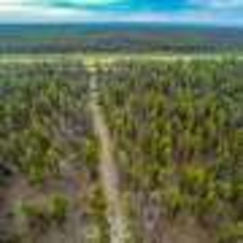 Indigenous Rangers Bring Endangered Quolls Back From the Brink - Image 5