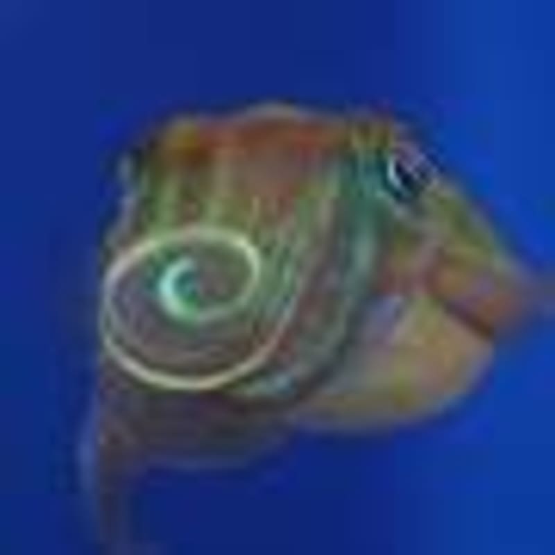 Gold 'Supraballs' Nearly Double Solar Energy Capture - Image 3