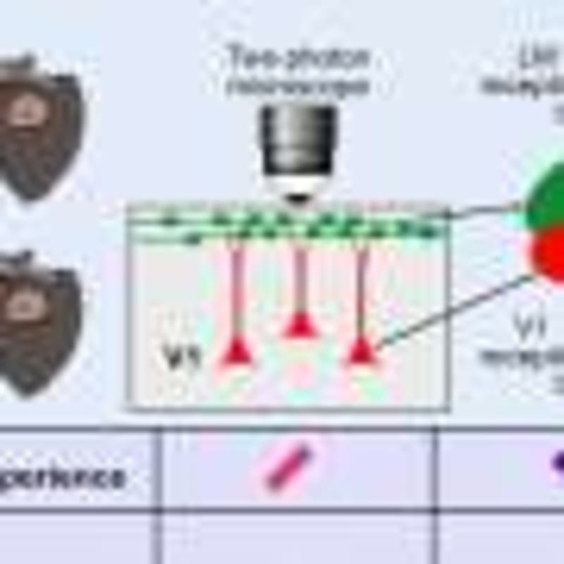 Tiny Worms Help Scientists Fight Chemo's Nerve Damage - Image 4